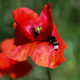 Image for article titled A Record Number of Bees Died Last Summer